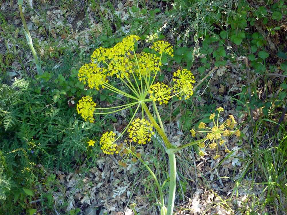 Ferula cfr. communis