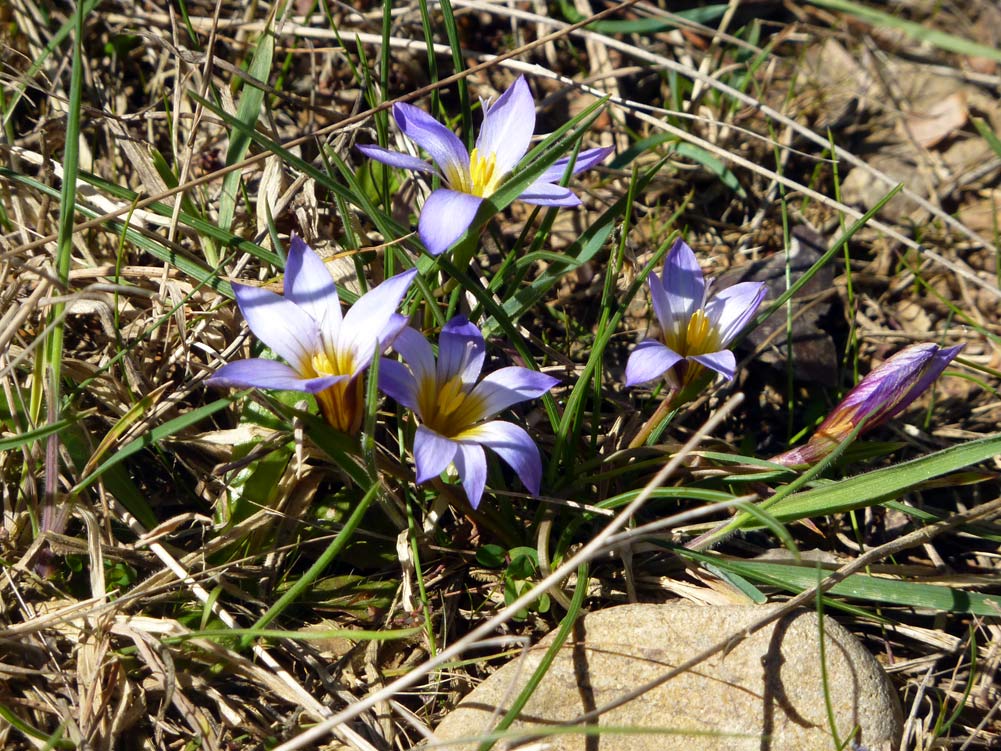 Romulea bulbocodium