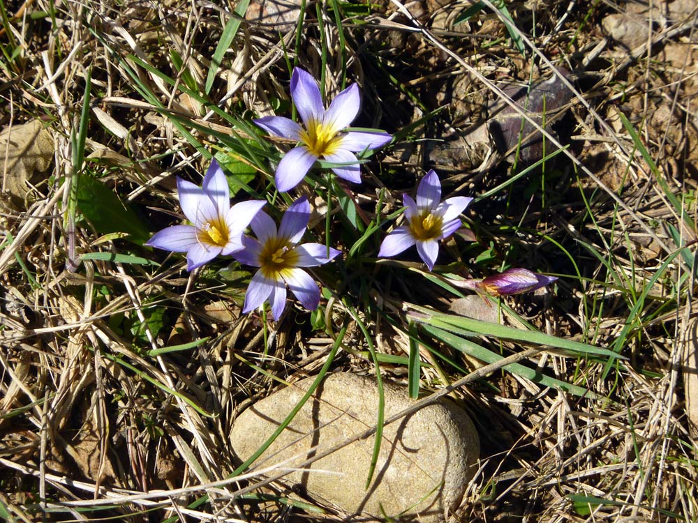Romulea bulbocodium