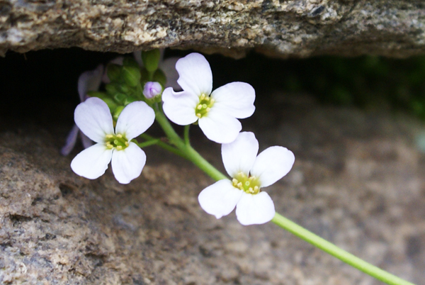 Arabidopsis halleri (=Cardaminopsis halleri) / Arabetta di Haller