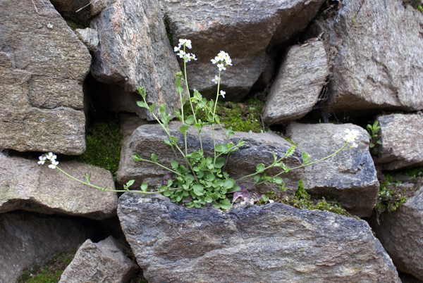 Arabidopsis halleri (=Cardaminopsis halleri) / Arabetta di Haller