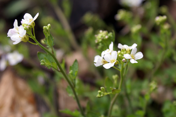 Arabidopsis halleri (=Cardaminopsis halleri) / Arabetta di Haller