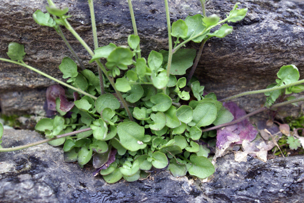 Arabidopsis halleri (=Cardaminopsis halleri) / Arabetta di Haller