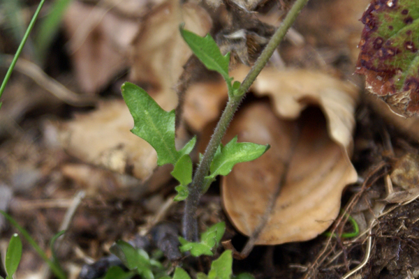 Arabidopsis halleri (=Cardaminopsis halleri) / Arabetta di Haller