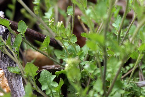 Arabidopsis halleri (=Cardaminopsis halleri) / Arabetta di Haller