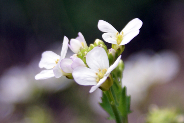 Arabidopsis halleri (=Cardaminopsis halleri) / Arabetta di Haller