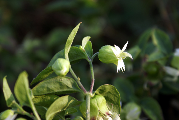 Cucubalus baccifer / Erba cucco