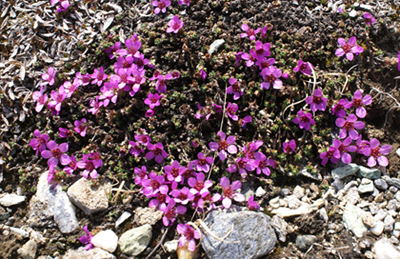 Saxifraga cfr. retusa e Saxifraga oppositifolia