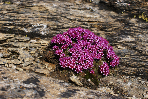 Saxifraga cfr. retusa e Saxifraga oppositifolia