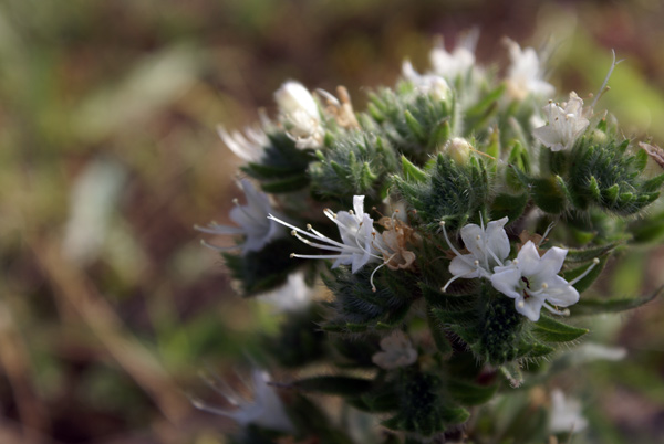 Echium italicum