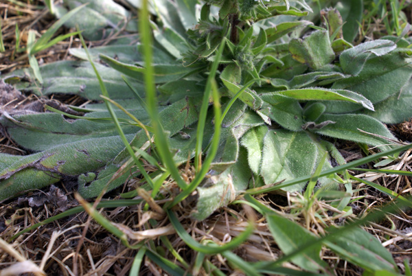 Echium italicum
