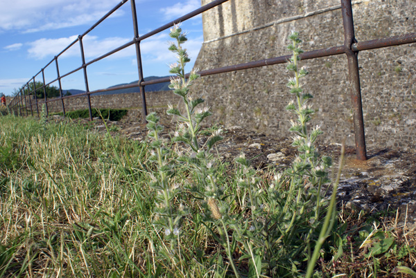 Echium italicum