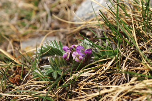 Oxytropis halleri (subsp. velutina?)