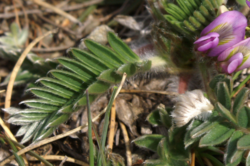 Oxytropis halleri (subsp. velutina?)