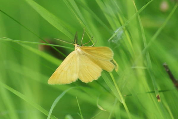 Crocota sp. (tinctaria o pseudotinctaria) (Geometridae)