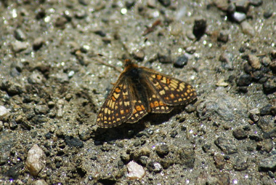 Euphydryas debilis