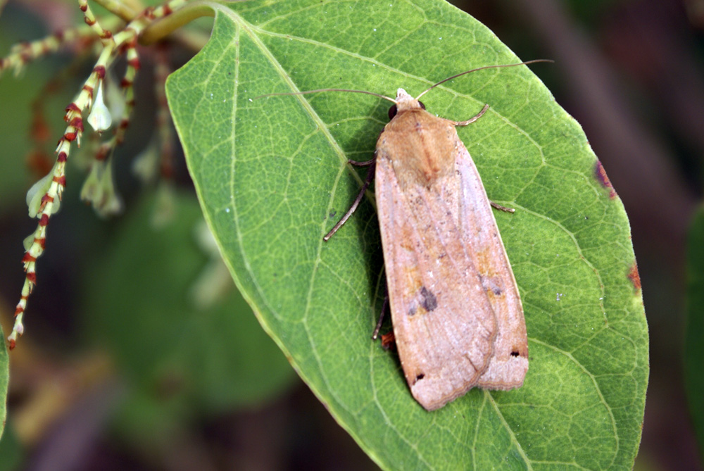 Inserisci titolo.. - Noctua pronuba