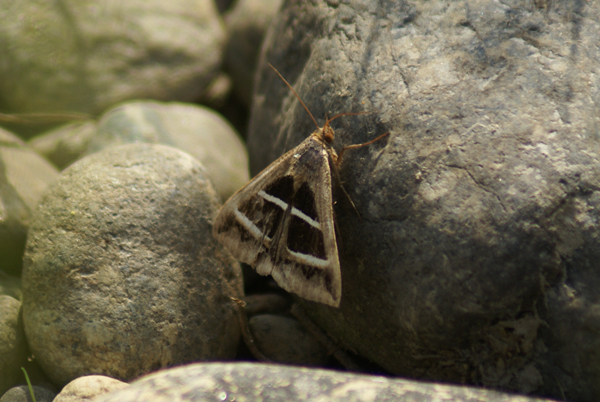 Grammodes bifasciata