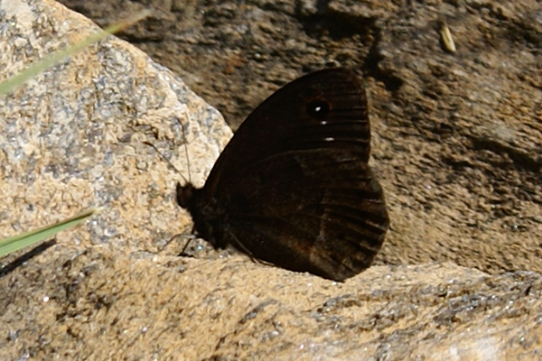 Satyrus ferula