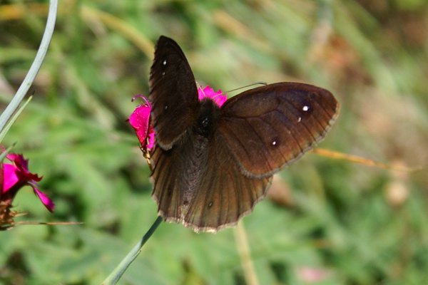 Satyrus ferula