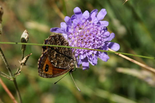 Erebia montana