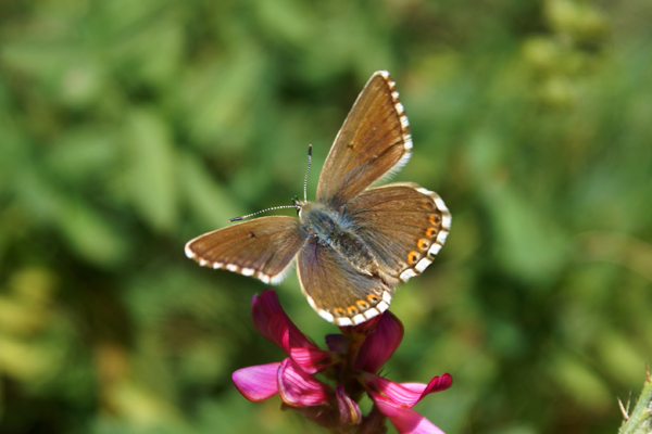 Polyommatus (Meleageria) coridon