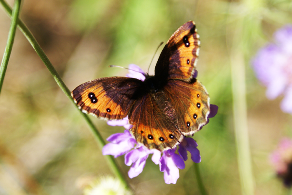 Erebia montana