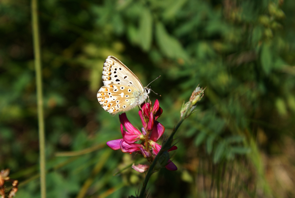 Polyommatus (Meleageria) coridon