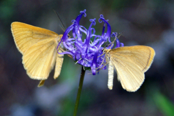 Crocota sp. (tinctaria o pseudotinctaria) (Geometridae)