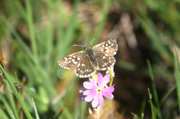 Pyrgus malvoides?