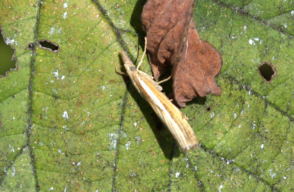 farfallina