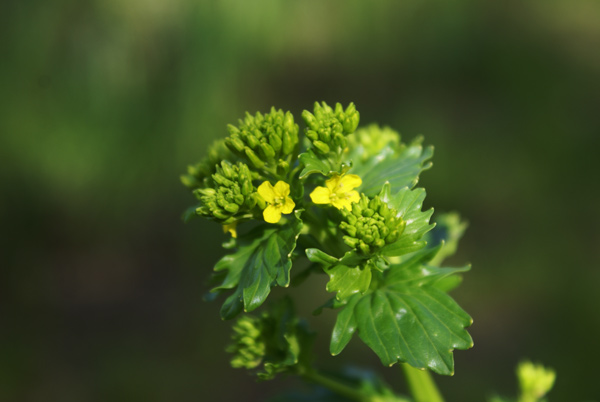 Barbarea vulgaris / Erba di Santa Barbara comune