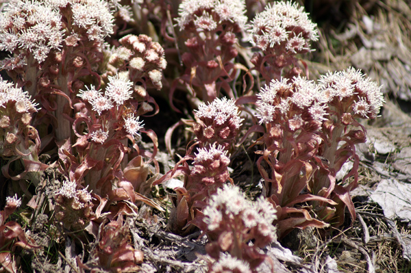Petasites hybridus / Farfaraccio maggiore