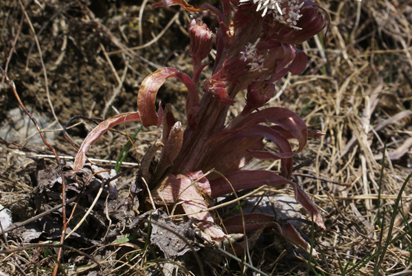 Petasites hybridus / Farfaraccio maggiore