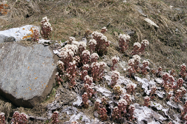Petasites hybridus / Farfaraccio maggiore