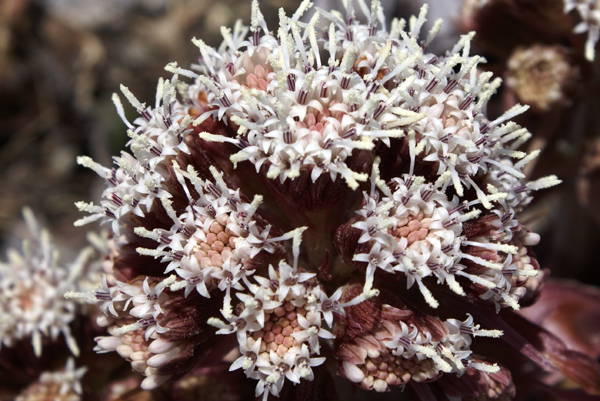 Petasites hybridus / Farfaraccio maggiore