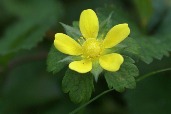 Potentilla indica (=Duchesnea indica) / Fragola matta