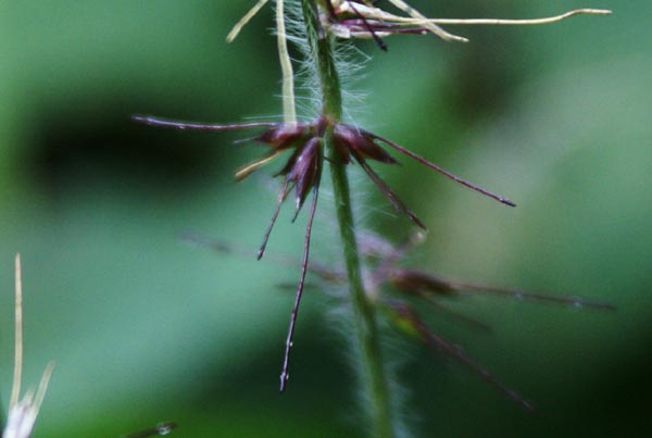 Oplismenus ondulatifolium