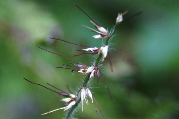 Oplismenus ondulatifolium