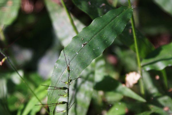Oplismenus ondulatifolium