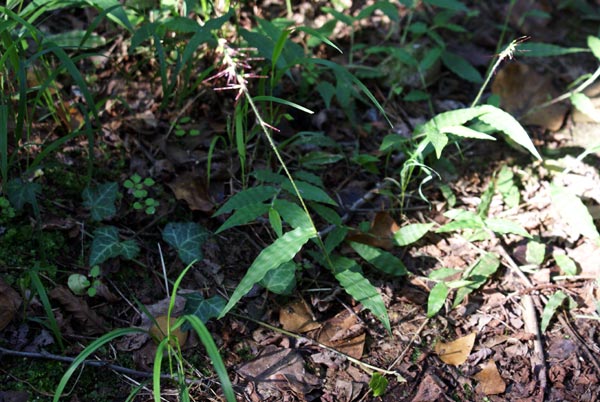 Oplismenus ondulatifolium
