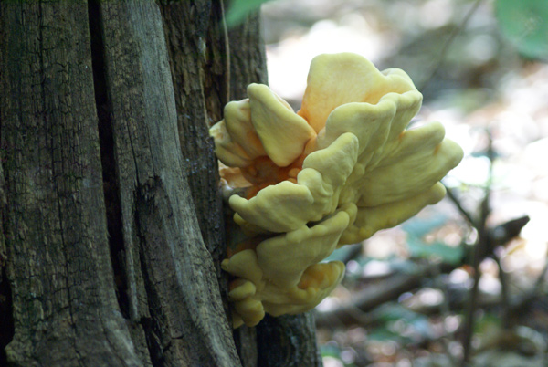 oggi in un castagneto