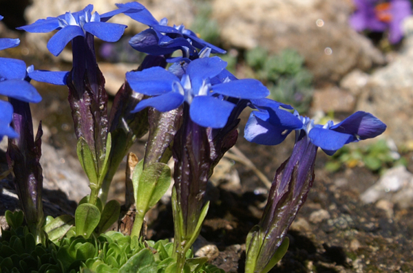 Gentiana bavarica