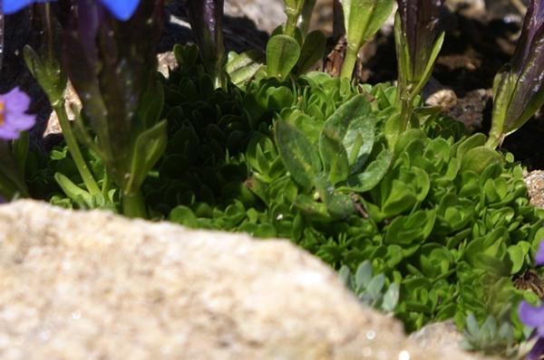 Gentiana bavarica