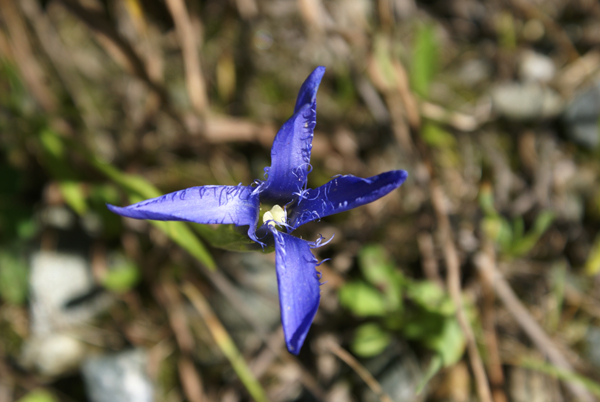 Gentianopsis ciliata / Genziana sfrangiata