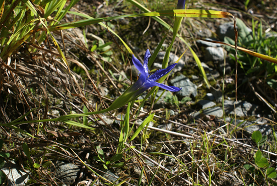 Gentianopsis ciliata / Genziana sfrangiata
