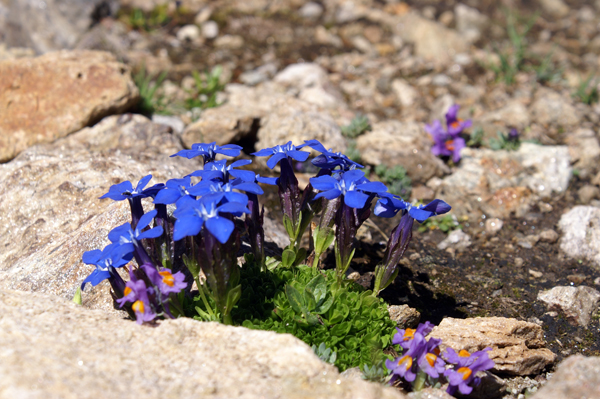 Gentiana bavarica