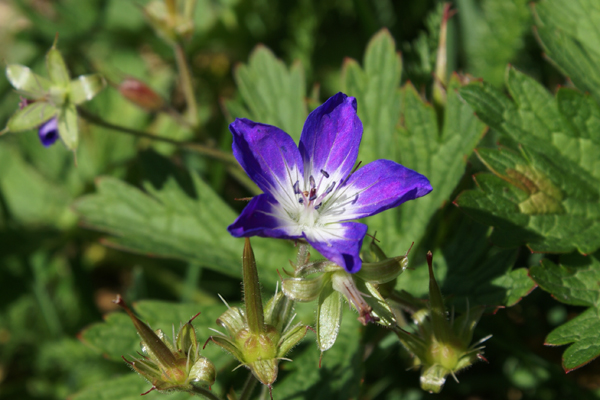 Geranium sylvaticum