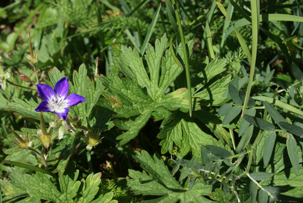 Geranium sylvaticum