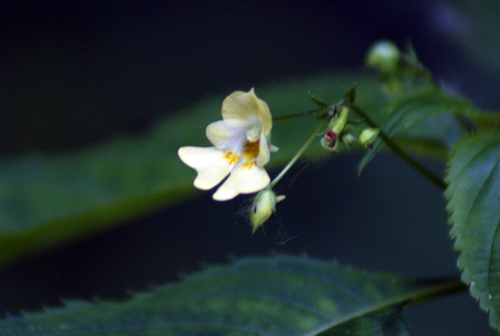 Impatiens parviflora / Balsamina minore